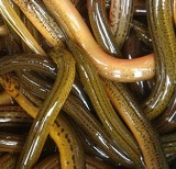 螺桿空壓機(jī)配件空氣過濾器油氣分離器油過濾器聯(lián)軸器進(jìn)氣閥軸封